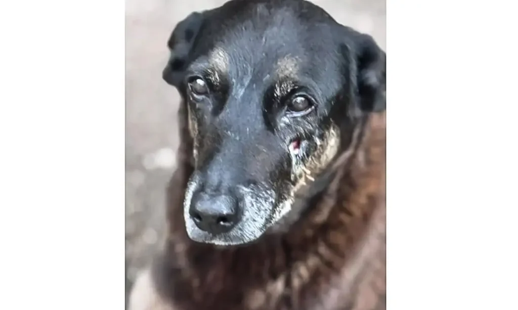 © Polícia Civil de Santa Catarina