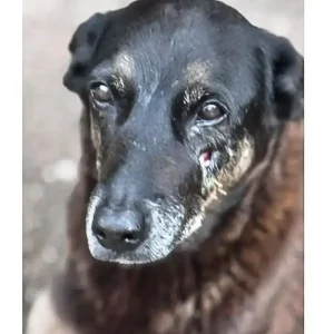 © Polícia Civil de Santa Catarina