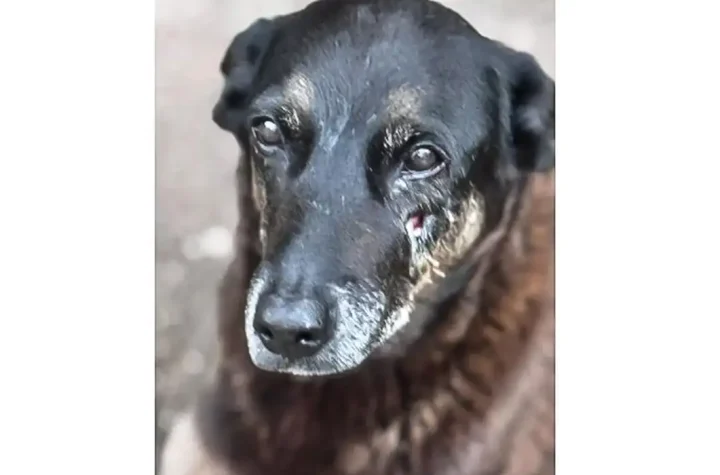 © Polícia Civil de Santa Catarina